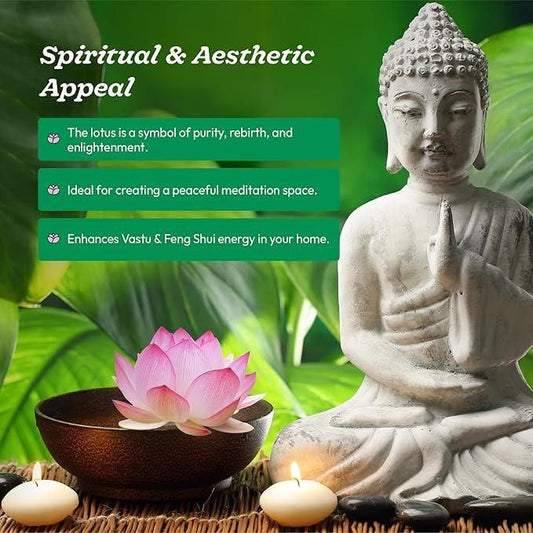 20 Pcs Japanese Bonsai Lotus Seeds Pack of 1